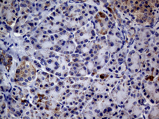 MRPL15 Antibody - Immunohistochemical staining of paraffin-embedded Human pancreas tissue within the normal limits using anti-MRPL15 mouse monoclonal antibody. (Heat-induced epitope retrieval by 1mM EDTA in 10mM Tris buffer. (pH8.5) at 120°C for 3 min. (1:500)
