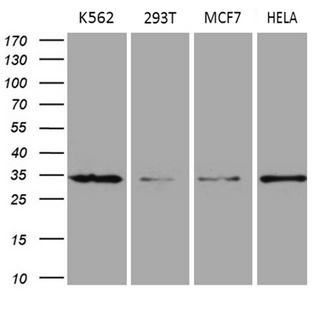 MRPL15 Antibody - Western blot analysis of extracts. (35ug) from 4 different cell lines by using anti-MRPL15 monoclonal antibody. (HeLa:human;293T:human;K562:human; MCF7:human). (1:500)