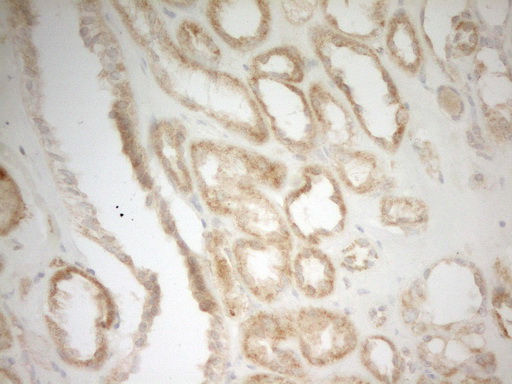 MRPL15 Antibody - Immunohistochemical staining of paraffin-embedded Human Kidney tissue within the normal limits using anti-MRPL15 mouse monoclonal antibody. (Heat-induced epitope retrieval by 1 mM EDTA in 10mM Tris, pH8.5, 120C for 3min,