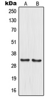 MRPL15 Antibody - Western blot analysis of MRPL15 expression in PANC1 (A); HUVEC (B) whole cell lysates.