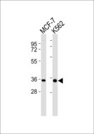 MRPL15 Antibody - All lanes : Anti-MRPL15 Antibody at 1:1000 dilution Lane 1: MCF-7 whole cell lysates Lane 2: K562 whole cell lysates Lysates/proteins at 20 ug per lane. Secondary Goat Anti-Rabbit IgG, (H+L),Peroxidase conjugated at 1/10000 dilution Predicted band size : 33 kDa Blocking/Dilution buffer: 5% NFDM/TBST.