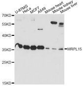 MRPL15 Antibody - Western blot analysis of extracts of various cell lines, using MRPL15 antibody at 1:1000 dilution. The secondary antibody used was an HRP Goat Anti-Rabbit IgG (H+L) at 1:10000 dilution. Lysates were loaded 25ug per lane and 3% nonfat dry milk in TBST was used for blocking. An ECL Kit was used for detection and the exposure time was 90s.