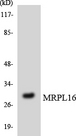 MRPL16 Antibody - Western blot analysis of the lysates from HeLa cells using MRPL16 antibody.
