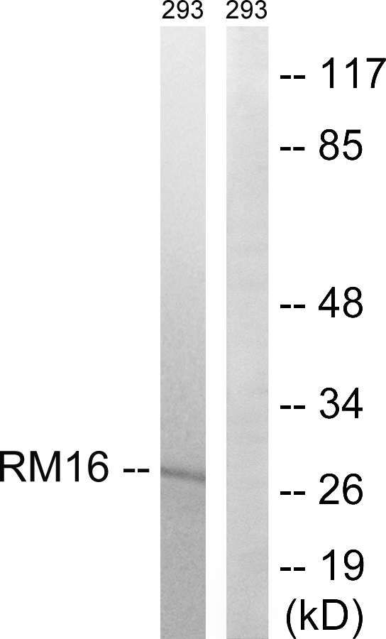 MRPL16 Antibody - Western blot analysis of lysates from 293 cells, using MRPL16 Antibody. The lane on the right is blocked with the synthesized peptide.