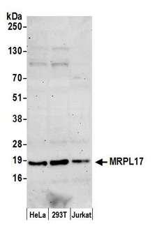 MRPL17 Antibody - Detection of human MRPL17 by western blot. Samples: Whole cell lysate (50 µg) from HeLa, HEK293T, and Jurkat cells prepared using NETN lysis buffer. Antibody: Affinity purified rabbit anti-MRPL17 antibody used for WB at 1:1000. Detection: Chemiluminescence with an exposure time of 3 minutes.