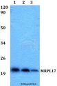MRPL17 Antibody - Western blot of MRPL17 antibody at 1:500 dilution. Lane 1: MCF-7 whole cell lysate. Lane 2: Raw264.7 whole cell lysate. Lane 3: Jurkat whole cell lysate.