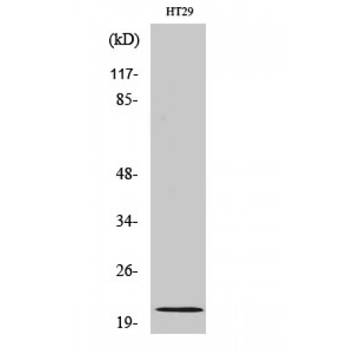 MRPL18 Antibody - Western blot of MRP-L18 antibody