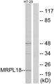 MRPL18 Antibody - Western blot analysis of lysates from HT-29 cells, using MRPL18 Antibody. The lane on the right is blocked with the synthesized peptide.