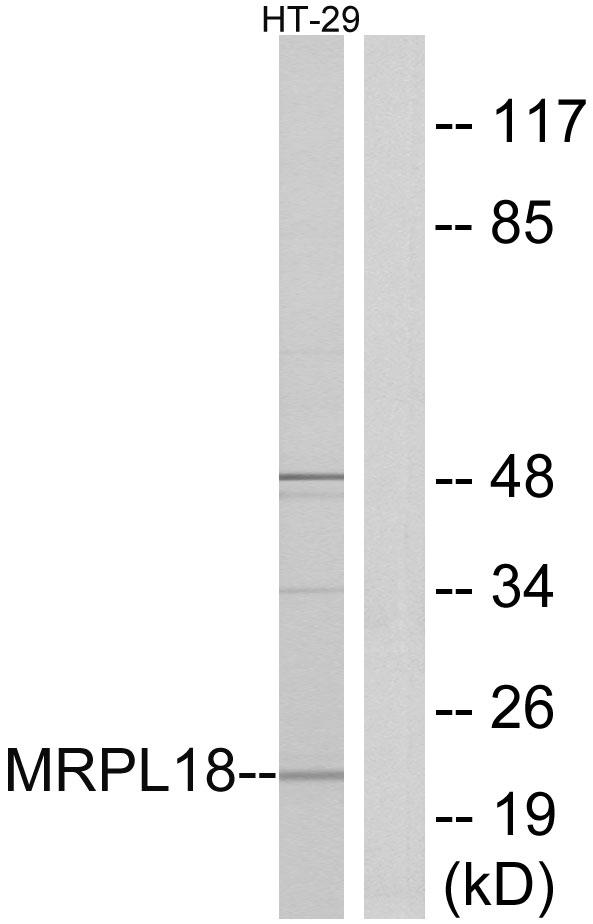 MRPL18 Antibody - Western blot analysis of extracts from HT-29 cells, using MRPL18 antibody.