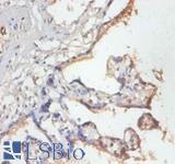 MRPL19 Antibody - Immunohistochemistry of paraffin-embedded human placenta using MRPL19 antibody at dilution of 1:50.  This image was taken for the unconjugated form of this product. Other forms have not been tested.