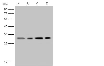 MRPL19 Antibody - Anti-MRPL19 rabbit polyclonal antibody at 1:500 dilution. Lane A: U-251 MG Whole Cell Lysate. Lane B: MCF7 Whole Cell Lysate. Lane C: A431 Whole Cell Lysate. Lane D: Raji Whole Cell Lysate. Lysates/proteins at 30 ug per lane. Secondary: Goat Anti-Rabbit IgG (H+L)/HRP at 1/10000 dilution. Developed using the ECL technique. Performed under reducing conditions. Predicted band size: 34 kDa.