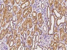 MRPL19 Antibody - Immunochemical staining of human MRPL19 in human kidney with rabbit polyclonal antibody at 1:500 dilution, formalin-fixed paraffin embedded sections.