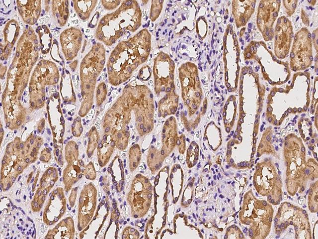 MRPL19 Antibody - Immunochemical staining of human MRPL19 in human kidney with rabbit polyclonal antibody at 1:500 dilution, formalin-fixed paraffin embedded sections.