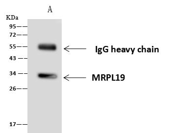 MRPL19 Antibody - MRPL19 was immunoprecipitated using: Lane A: 0.5 mg A431 Whole Cell Lysate. 4 uL anti-MRPL19 rabbit polyclonal antibody and 60 ug of Immunomagnetic beads Protein A/G. Primary antibody: Anti-MRPL19 rabbit polyclonal antibody, at 1:100 dilution. Secondary antibody: Goat Anti-Rabbit IgG (H+L)/HRP at 1/10000 dilution. Developed using the ECL technique. Performed under reducing conditions. Predicted band size: 34 kDa. Observed band size: 30 kDa.