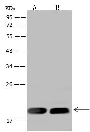 MRPL20 Antibody - Anti-MRPL20 rabbit polyclonal antibody at 1:500 dilution. Lane A: HeLa Whole Cell Lysate. Lane B: U-251 MG Whole Cell Lysate. Lysates/proteins at 30 ug per lane. Secondary: Goat Anti-Rabbit IgG (H+L)/HRP at 1/10000 dilution. Developed using the ECL technique. Performed under reducing conditions. Predicted band size: 17 kDa. Observed band size: 20 kDa.