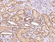 MRPL20 Antibody - Immunochemical staining of human MRPL20 in human kidney with rabbit polyclonal antibody at 1:100 dilution, formalin-fixed paraffin embedded sections.