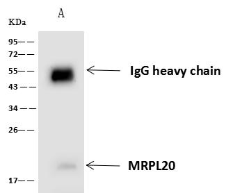 MRPL20 Antibody - MRPL20 was immunoprecipitated using: Lane A: 0.5 mg HeLa Whole Cell Lysate. 4 uL anti-MRPL20 rabbit polyclonal antibody and 60 ug of Immunomagnetic beads Protein A/G. Primary antibody: Anti-MRPL20 rabbit polyclonal antibody, at 1:100 dilution. Secondary antibody: Goat Anti-Rabbit IgG (H+L)/HRP at 1/10000 dilution. Developed using the ECL technique. Performed under reducing conditions. Predicted band size: 17 kDa. Observed band size: 19 kDa.