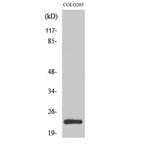 MRPL21 Antibody - Western blot of MRP-L21 antibody