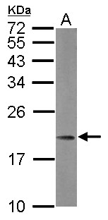 MRPL21 Antibody - Sample (30 ug of whole cell lysate) A: Raji 12% SDS PAGE MRPL21 antibody diluted at 1:1000