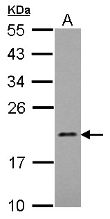 MRPL21 Antibody - Sample (30 ug of whole cell lysate) A: K562 12% SDS PAGE MRPL21 antibody diluted at 1:1000