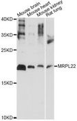 MRPL22 Antibody - Western blot analysis of extracts of various cell lines, using MRPL22 antibody at 1:1000 dilution. The secondary antibody used was an HRP Goat Anti-Rabbit IgG (H+L) at 1:10000 dilution. Lysates were loaded 25ug per lane and 3% nonfat dry milk in TBST was used for blocking. An ECL Kit was used for detection and the exposure time was 30s.