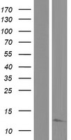 MRPL22 Protein - Western validation with an anti-DDK antibody * L: Control HEK293 lysate R: Over-expression lysate