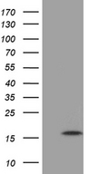 MRPL27 Antibody - HEK293T cells were transfected with the pCMV6-ENTRY control. (Left lane) or pCMV6-ENTRY MRPL27. (Right lane) cDNA for 48 hrs and lysed. Equivalent amounts of cell lysates. (5 ug per lane) were separated by SDS-PAGE and immunoblotted with anti-MRPL27. (1:500)