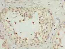 MRPL27 Antibody - Immunohistochemistry of paraffin-embedded human testis tissue using antibody at dilution of 1:100.