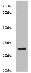 MRPL28 Antibody - Western blot All lanes: 39S ribosomal protein L28, mitochondrial antibody at 2µg/ml + Hela whole cell lysate Secondary Goat polyclonal to rabbit IgG at 1/10000 dilution Predicted band size: 30 kDa Observed band size: 30 kDa