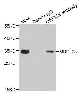 MRPL28 Antibody - Immunoprecipitation analysis of 200ug extracts of 293T cells.