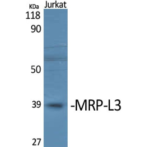 MRPL3 Antibody - Western blot of MRP-L3 antibody