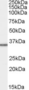MRPL3 Antibody - Antibody staining (1 ug/ml) of HepG2 cell lysate (RIPA buffer, 35 ug total protein per lane). Primary incubated for 1 hour. Detected by Western blot of chemiluminescence.