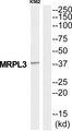 MRPL3 Antibody - Western blot analysis of extracts from K562 cells, using MRPL3 antibody.
