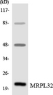 MRPL32 Antibody - Western blot analysis of the lysates from HeLa cells using MRPL32 antibody.