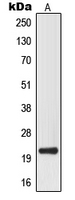 MRPL32 Antibody - Western blot analysis of MRPL32 expression in HepG2 (A) whole cell lysates.