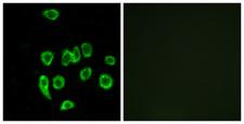 MRPL32 Antibody - Peptide - + Immunofluorescence analysis of A549 cells, using MRPL32 antibody.