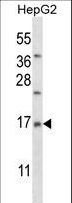 MRPL33 Antibody - RM33 Antibody western blot of HepG2 cell line lysates (35 ug/lane). The RM33 antibody detected the RM33 protein (arrow).
