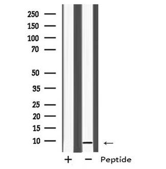 MRPL33 Antibody - Western blot analysis of MRPL33 using COS7 whole cells lysates