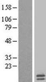 MRPL35 Protein - Western validation with an anti-DDK antibody * L: Control HEK293 lysate R: Over-expression lysate