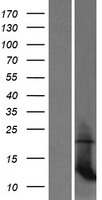 MRPL35 Protein - Western validation with an anti-DDK antibody * L: Control HEK293 lysate R: Over-expression lysate