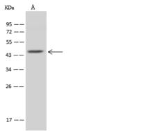 MRPL37 Antibody - Anti-MRPL37 rabbit polyclonal antibody at 1:500 dilution. Lane A: U251MG Whole Cell Lysate. Lysates/proteins at 30 ug per lane. Secondary: Goat Anti-Rabbit IgG (H+L)/HRP at 1/10000 dilution. Developed using the ECL technique. Performed under reducing conditions. Predicted band size: 48 kDa. Observed band size: 45 kDa.