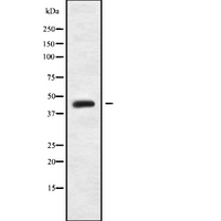 MRPL38 Antibody - Western blot analysis of MRPL38 using COS7 whole cells lysates