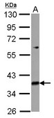 MRPL39 Antibody - Sample (30 ug of whole cell lysate) A: 293T 10% SDS PAGE MRPL39 antibody diluted at 1:3000