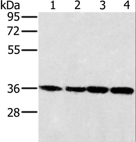 MRPL39 Antibody - Western blot analysis of 293T, K562, 231 and HeLa cell, using MRPL39 Polyclonal Antibody at dilution of 1:400.