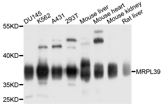 MRPL39 Antibody - Western blot analysis of extracts of various cell lines, using MRPL39 antibody at 1:1000 dilution. The secondary antibody used was an HRP Goat Anti-Rabbit IgG (H+L) at 1:10000 dilution. Lysates were loaded 25ug per lane and 3% nonfat dry milk in TBST was used for blocking. An ECL Kit was used for detection and the exposure time was 90s.