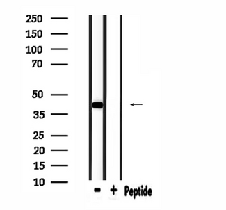 MRPL39 Antibody - Western blot analysis of extracts of HeLa cells using MRPL39 antibody.