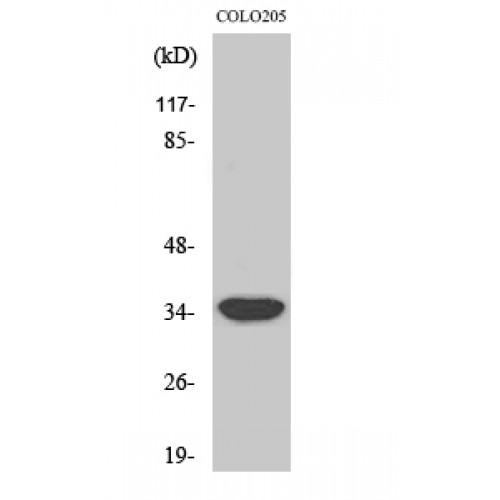 MRPL4 / MRP-L4 Antibody - Western blot of MRP-L4 antibody