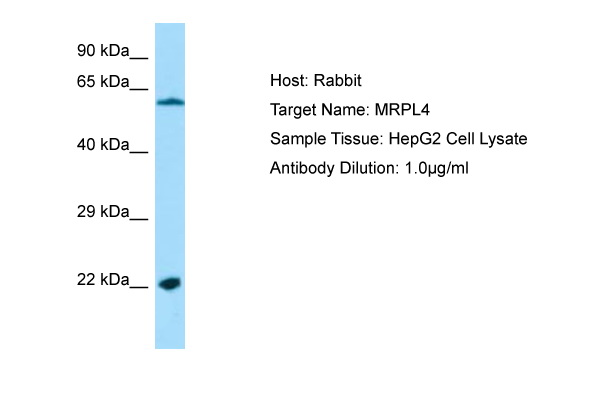 MRPL4 / MRP-L4 Antibody -  This image was taken for the unconjugated form of this product. Other forms have not been tested.