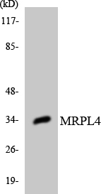 MRPL4 / MRP-L4 Antibody - Western blot analysis of the lysates from HeLa cells using MRPL4 antibody.