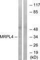 MRPL4 / MRP-L4 Antibody - Western blot analysis of extracts from COLO cells, using MRPL4 antibody.